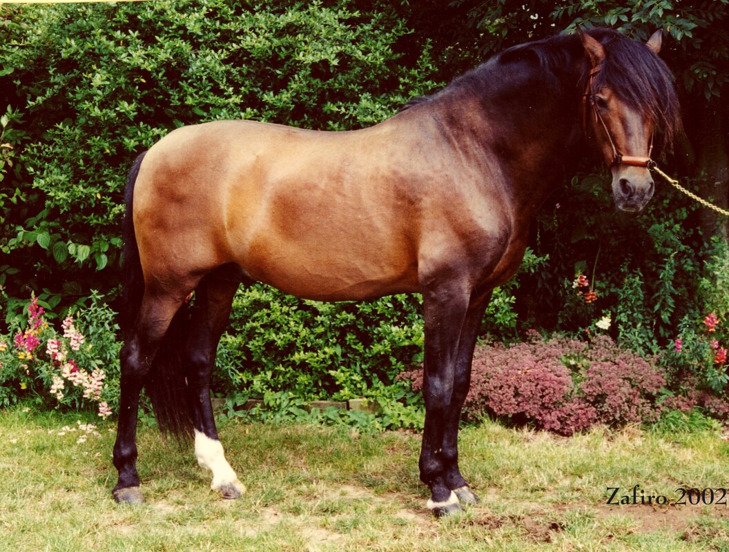 Zafiro VII - PRE Stallion